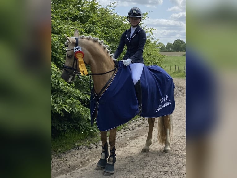Kuc walijski sekcji D Klacz 9 lat 148 cm Izabelowata in Kabelhorst