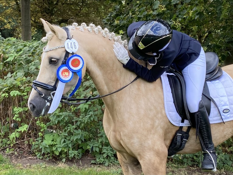 Kuc walijski sekcji D Klacz 9 lat 148 cm Izabelowata in Kabelhorst