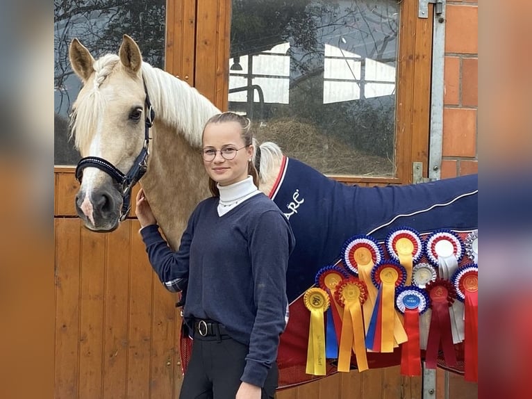 Kuc walijski sekcji D Klacz 9 lat 148 cm Izabelowata in Kabelhorst