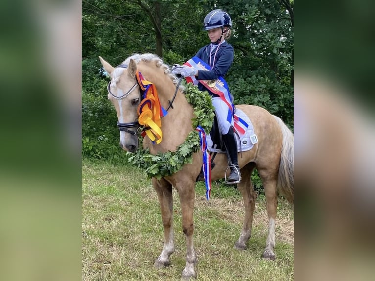 Kuc walijski sekcji D Klacz 9 lat 148 cm Izabelowata in Kabelhorst