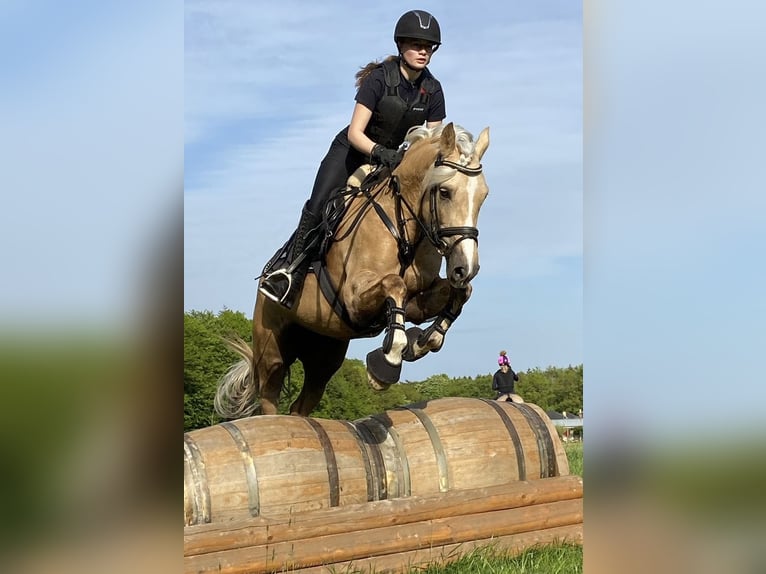 Kuc walijski sekcji D Klacz 9 lat 148 cm Izabelowata in Kabelhorst