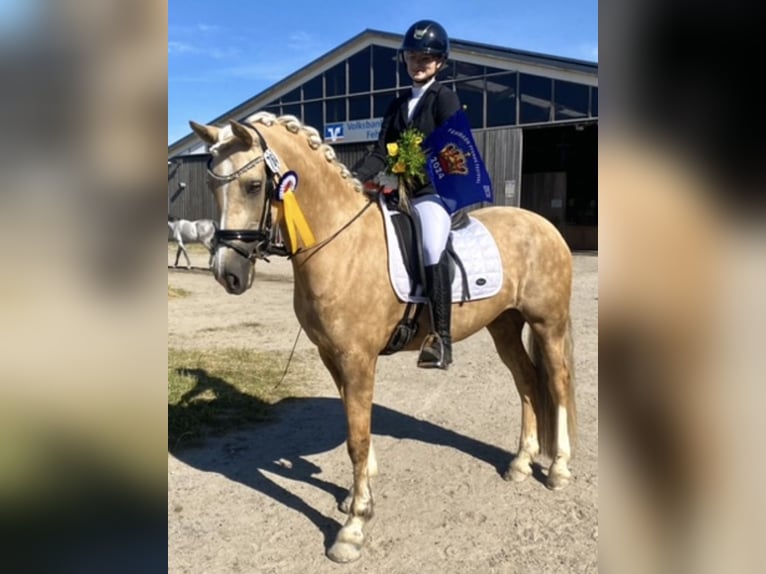 Kuc walijski sekcji D Klacz 9 lat 148 cm Izabelowata in Kabelhorst