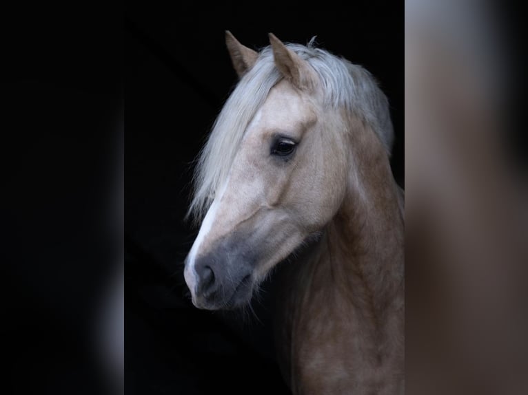 Kuc walijski sekcji D Klacz 9 lat 148 cm Izabelowata in Kabelhorst
