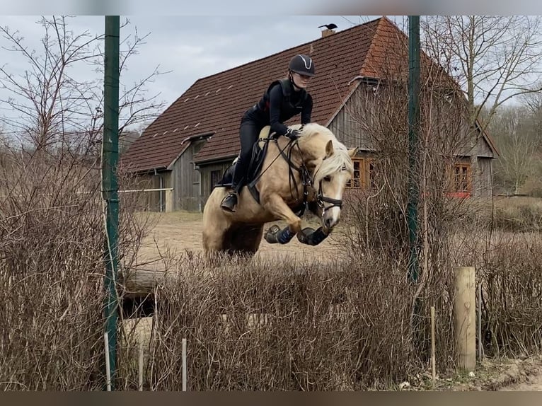 Kuc walijski sekcji D Klacz 9 lat 148 cm Izabelowata in Kabelhorst