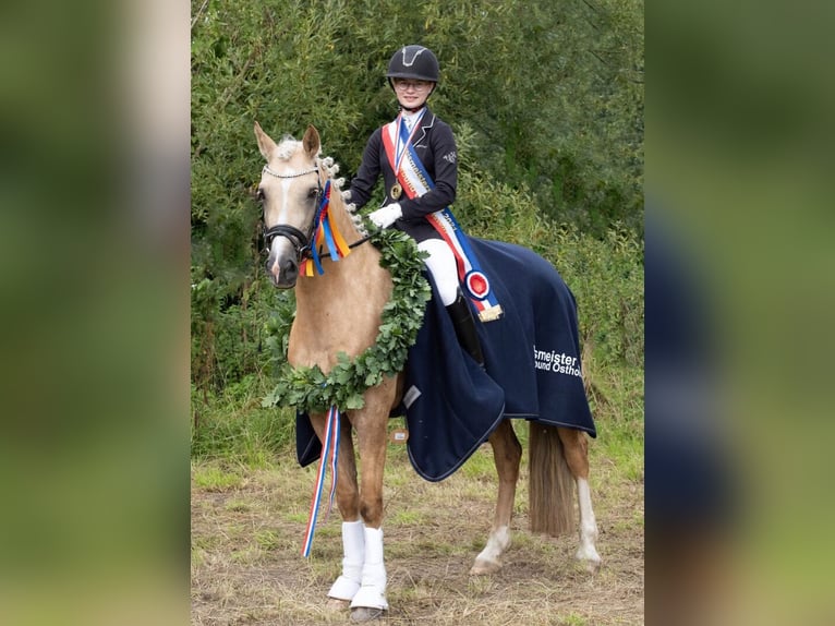 Kuc walijski sekcji D Klacz 9 lat 148 cm Izabelowata in Kabelhorst