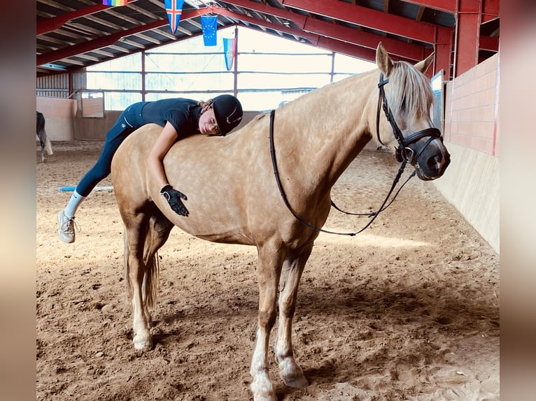 Kuc walijski sekcji D Klacz 9 lat 148 cm Izabelowata in Kabelhorst