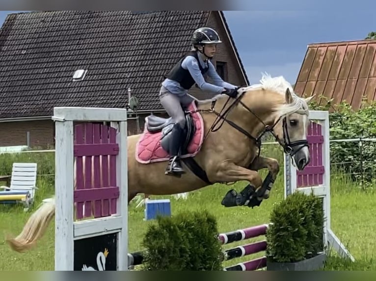 Kuc walijski sekcji D Klacz 9 lat 148 cm Izabelowata in Kabelhorst