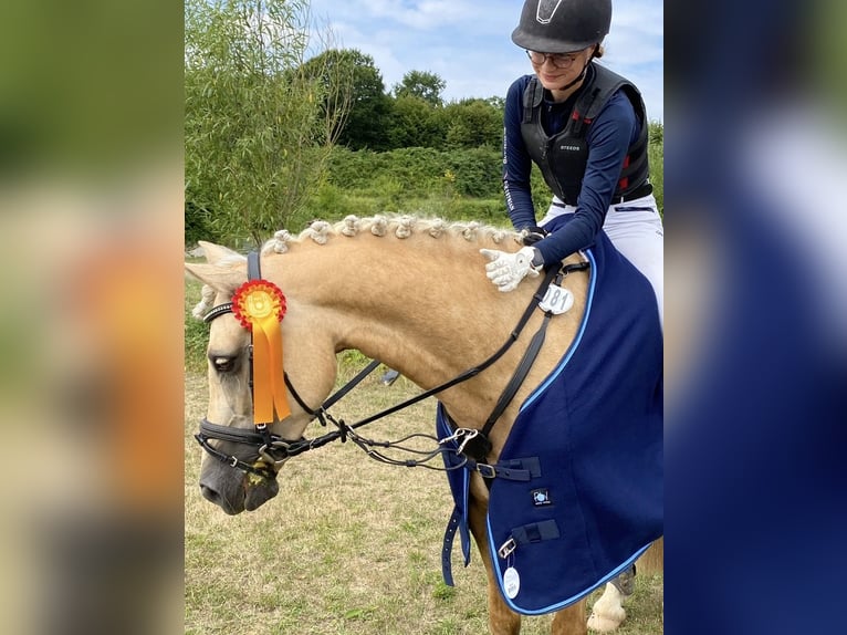 Kuc walijski sekcji D Klacz 9 lat 148 cm Izabelowata in Kabelhorst