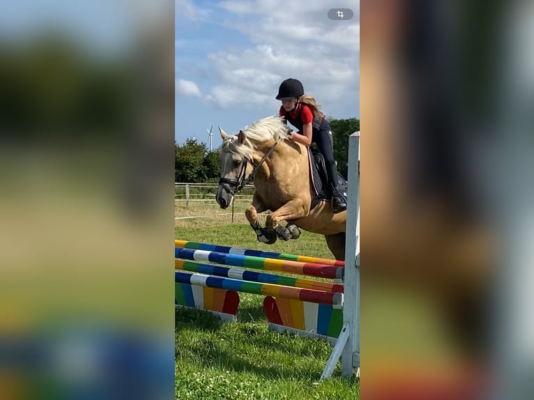Kuc walijski sekcji D Klacz 9 lat 148 cm Izabelowata in Kabelhorst