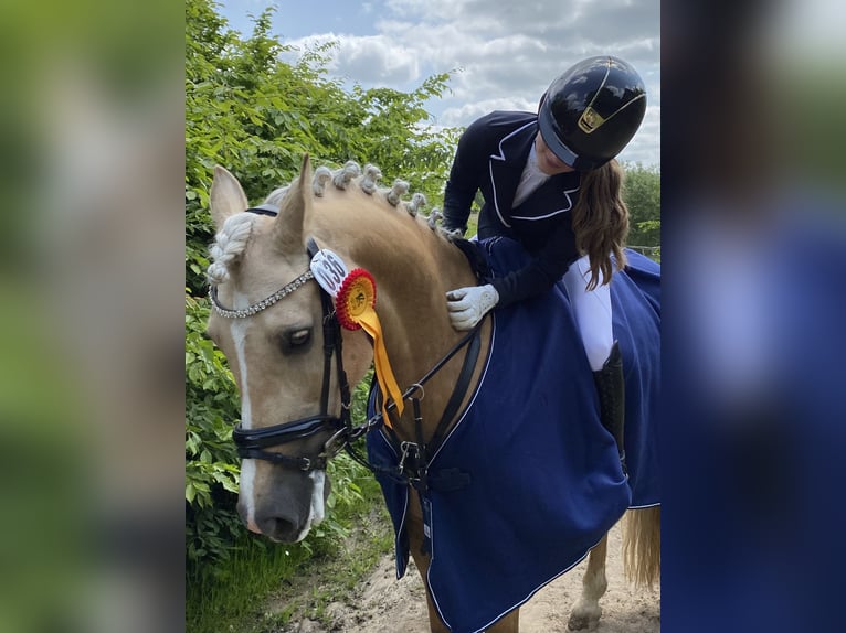 Kuc walijski sekcji D Klacz 9 lat 148 cm Izabelowata in Kabelhorst