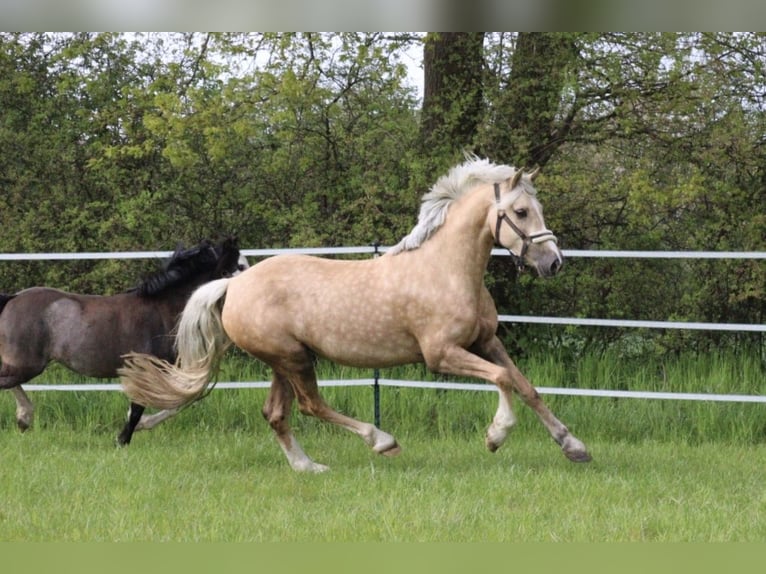 Kuc walijski sekcji D Klacz 9 lat 148 cm Izabelowata in Kabelhorst