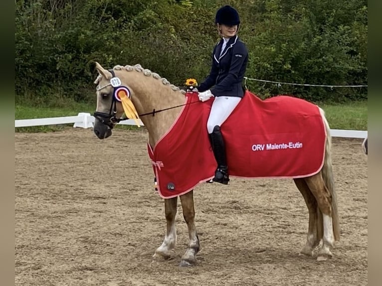 Kuc walijski sekcji D Klacz 9 lat 148 cm Izabelowata in Kabelhorst