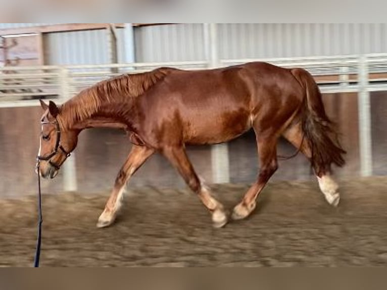 Kuc walijski sekcji D Klacz 9 lat 148 cm Kasztanowata in Tornesch