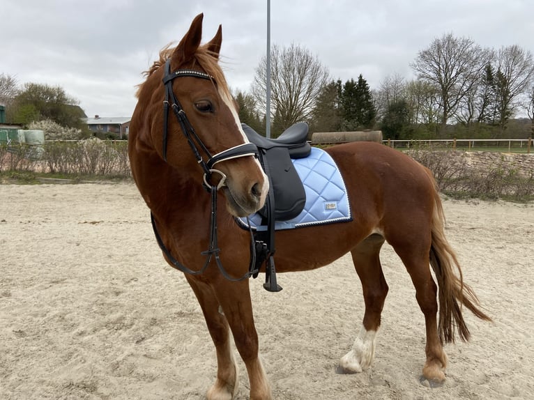 Kuc walijski sekcji D Klacz 9 lat 148 cm Kasztanowata in Tornesch