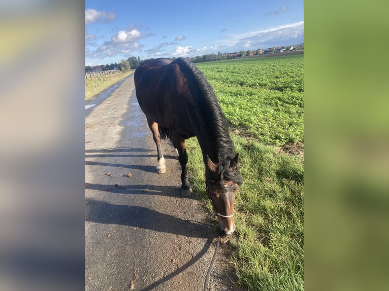 Kuc walijski sekcji D Klacz 9 lat 150 cm Ciemnogniada in Dettum