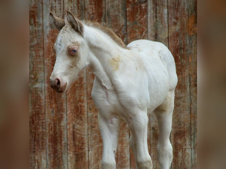 Kuc walijski sekcji D Klacz Źrebak (04/2026) 146 cm Perlino in Friedland