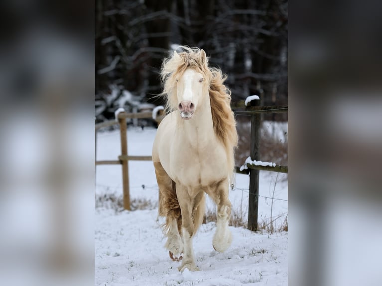 Kuc walijski sekcji D Klacz Źrebak (04/2026) 148 cm Jelenia in Kirchlengern