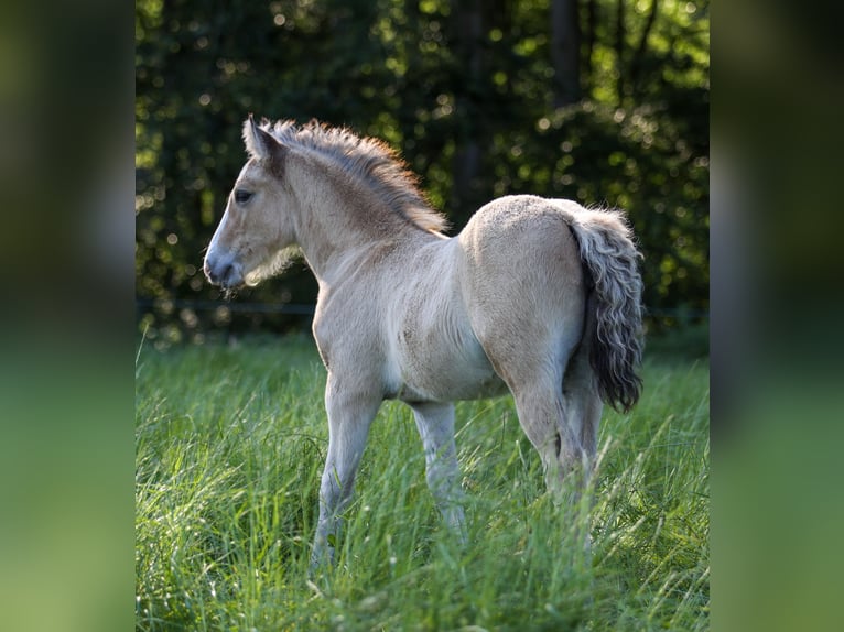 Kuc walijski sekcji D Klacz Źrebak (04/2026) 148 cm Jelenia in Kirchlengern