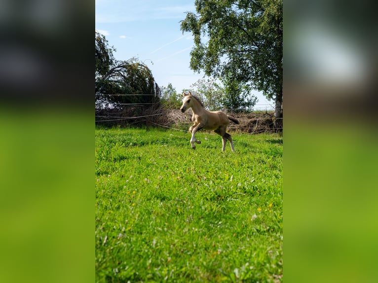 Kuc walijski sekcji D Klacz Źrebak (06/2025) 150 cm Jelenia in Schleiden