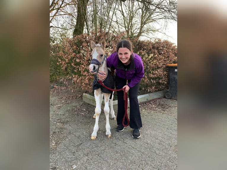 Kuc walijski sekcji D Mix Klacz Źrebak (03/2026) 160 cm Bułana in Ruinen