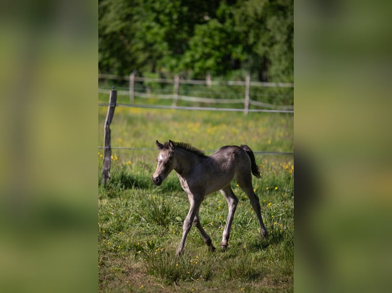 Kuc walijski sekcji D Klacz Źrebak (05/2026) Jelenia in Aurich