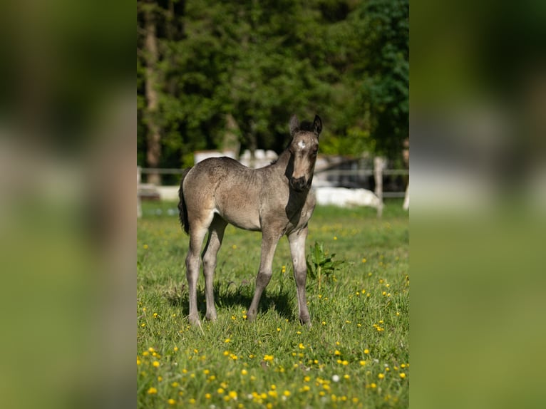 Kuc walijski sekcji D Klacz Źrebak (05/2026) Jelenia in Aurich