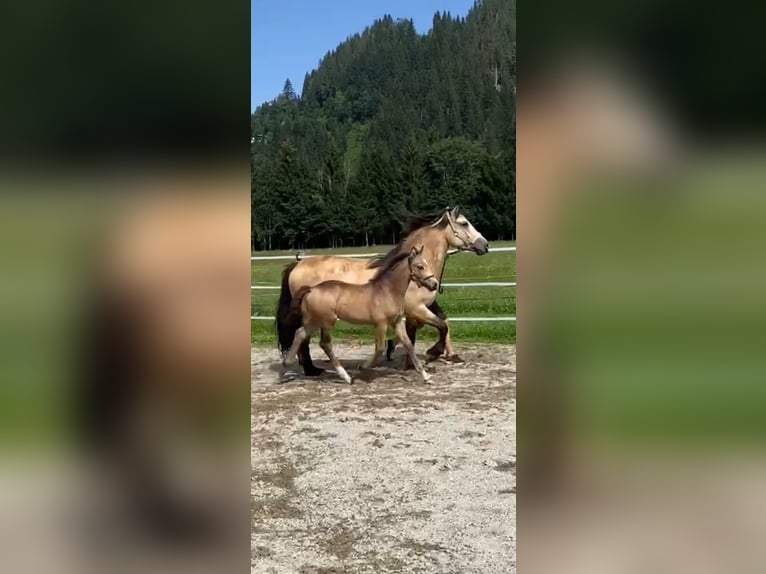 Kuc walijski sekcji D Klacz Źrebak (05/2024) in Eben im Pongau