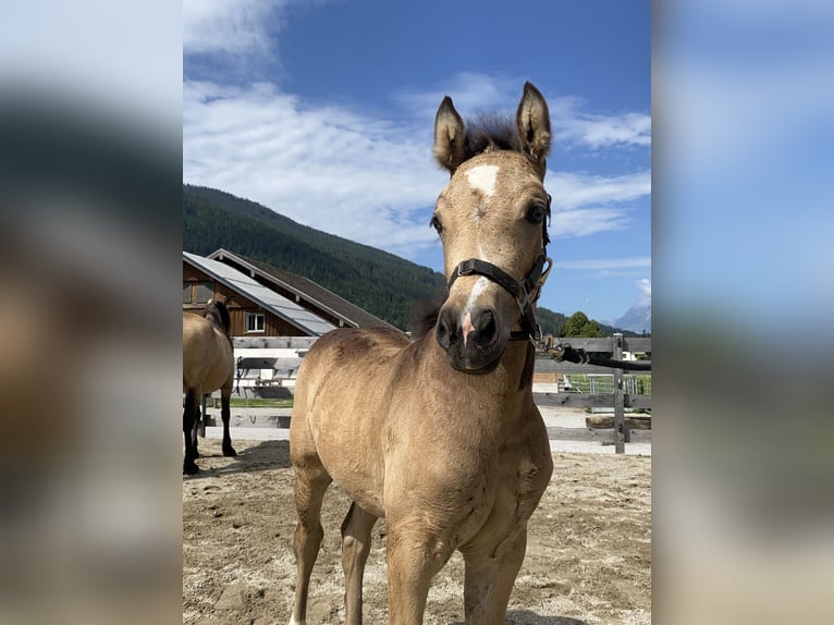 Kuc walijski sekcji D Klacz Źrebak (05/2024) in Eben im Pongau