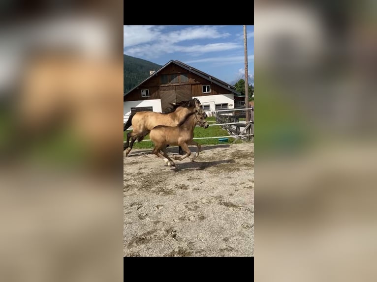 Kuc walijski sekcji D Klacz Źrebak (05/2024) in Eben im Pongau