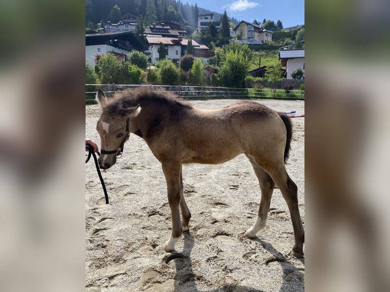 Kuc walijski sekcji D Klacz Źrebak (05/2024) in Eben im Pongau