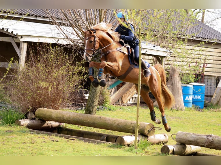 Kuc walijski sekcji D Ogier 14 lat 148 cm Kasztanowata in Schoonrewoerd