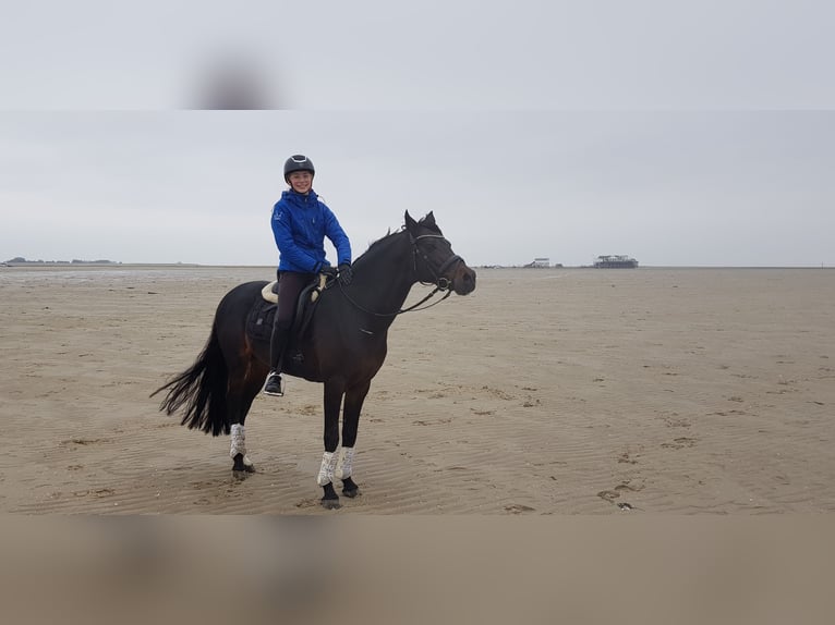 Kuc walijski sekcji D Ogier 17 lat 147 cm Ciemnogniada in Weede OT Mielsdorf