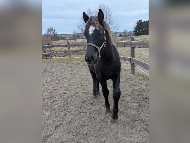 Kuc walijski sekcji D Ogier 1 Rok 147 cm Kara in Schwabbruck