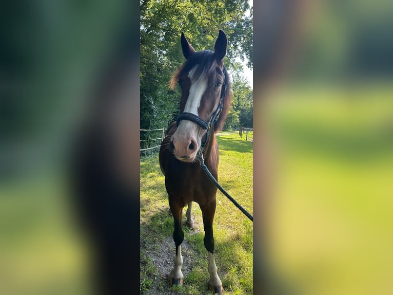 Kuc walijski sekcji D Ogier 3 lat 145 cm Gniada in Ganderkesee