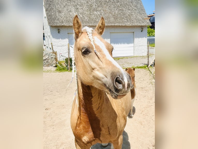 Kuc walijski sekcji D Ogier 6 lat 142 cm Izabelowata in Wangels