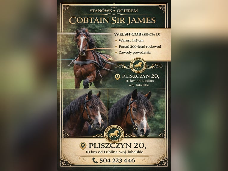 Kuc walijski sekcji D Ogier Gniada in Lublin