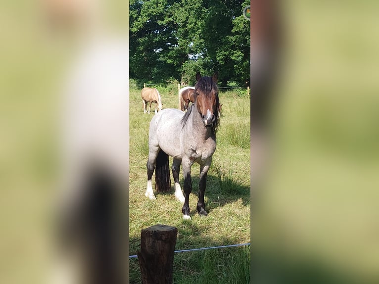 Kuc walijski sekcji D Ogier Gniadodereszowata in Leer (Ostfriesland)