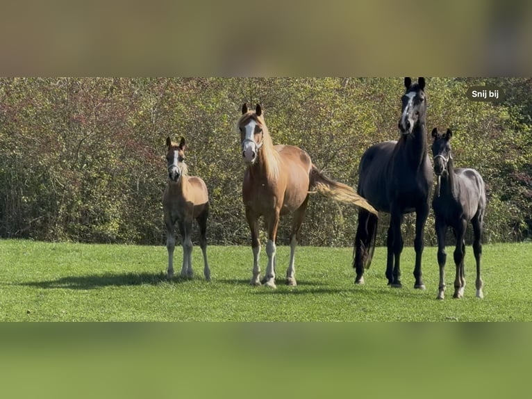 Kuc walijski sekcji D Ogier Źrebak (06/2025) 150 cm Ciemnokasztanowata in Werkhoven