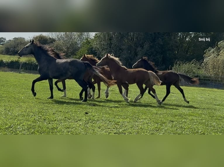 Kuc walijski sekcji D Ogier Źrebak (06/2025) 150 cm Ciemnokasztanowata in Werkhoven