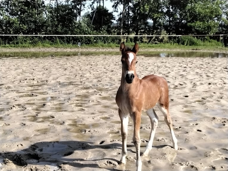 Kuc walijski sekcji D Ogier Źrebak (05/2024) Gniada in Geldern