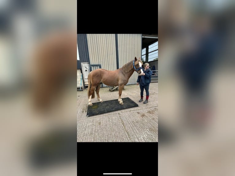 Kuc walijski sekcji D Wałach 10 lat 142 cm Ciemnokasztanowata in Herefordshire