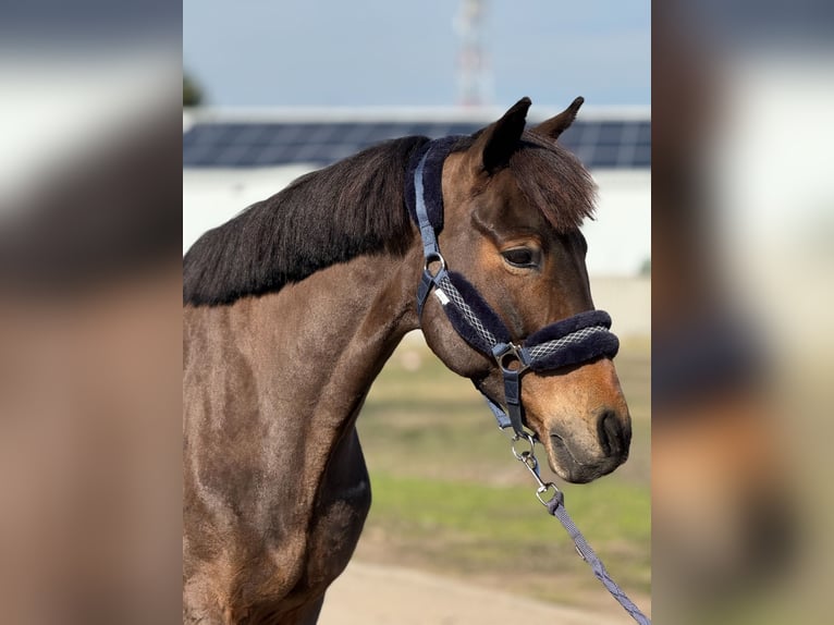 Kuc walijski sekcji D Wałach 10 lat 146 cm Ciemnogniada in Ahrensburg