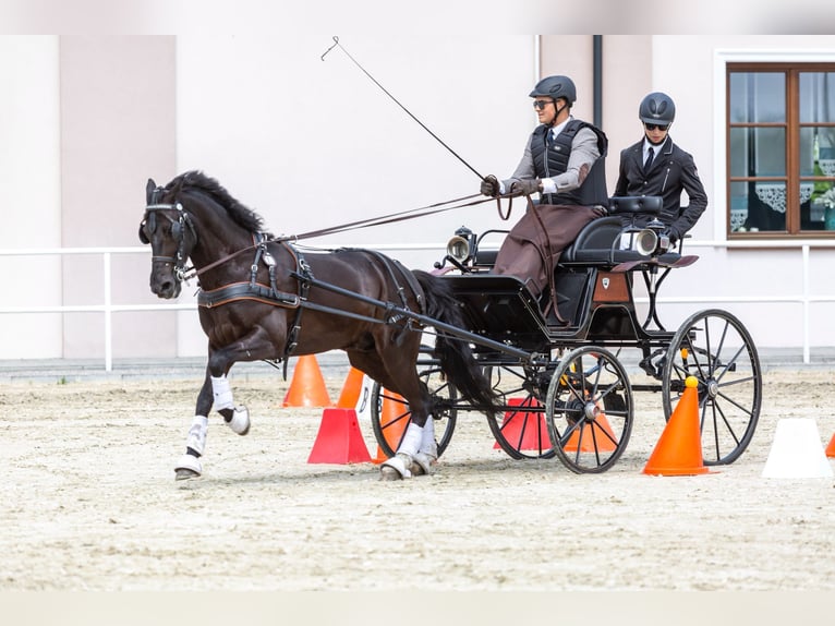 Kuc walijski sekcji D Mix Wałach 10 lat 146 cm Kara in Golina Wielka