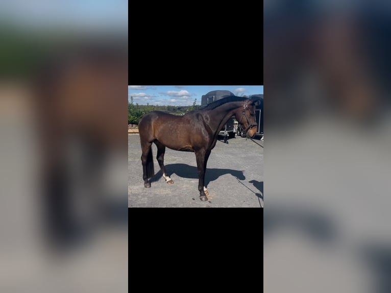 Kuc walijski sekcji D Wałach 11 lat 155 cm Gniada in Assen