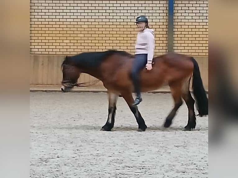 Kuc walijski sekcji D Wałach 12 lat 147 cm Gniada in Odiliapeel