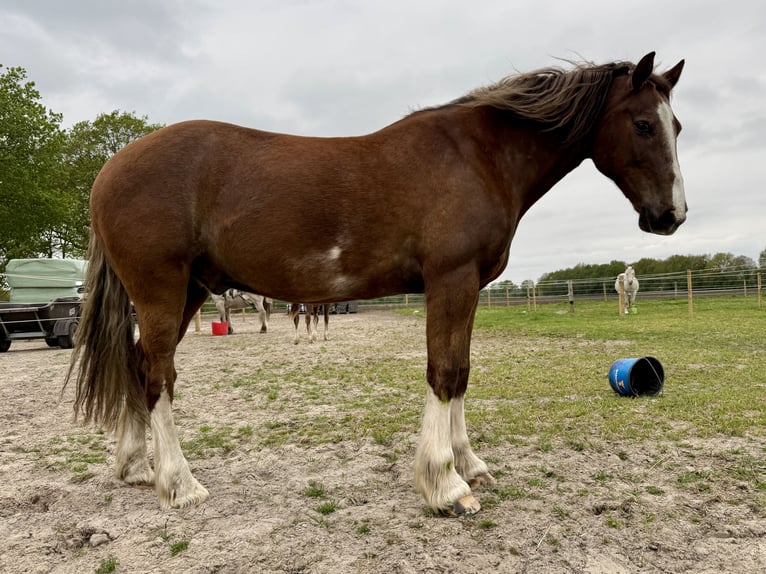 Kuc walijski sekcji D Wałach 12 lat 148 cm Kasztanowata in Anderen