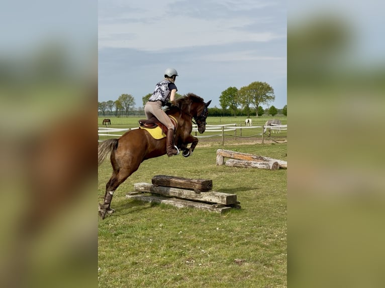 Kuc walijski sekcji D Wałach 12 lat 148 cm Kasztanowata in Anderen