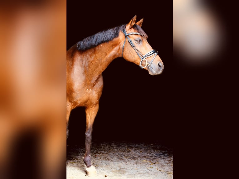 Kuc walijski sekcji D Mix Wałach 14 lat 147 cm Gniada in Wittenborn