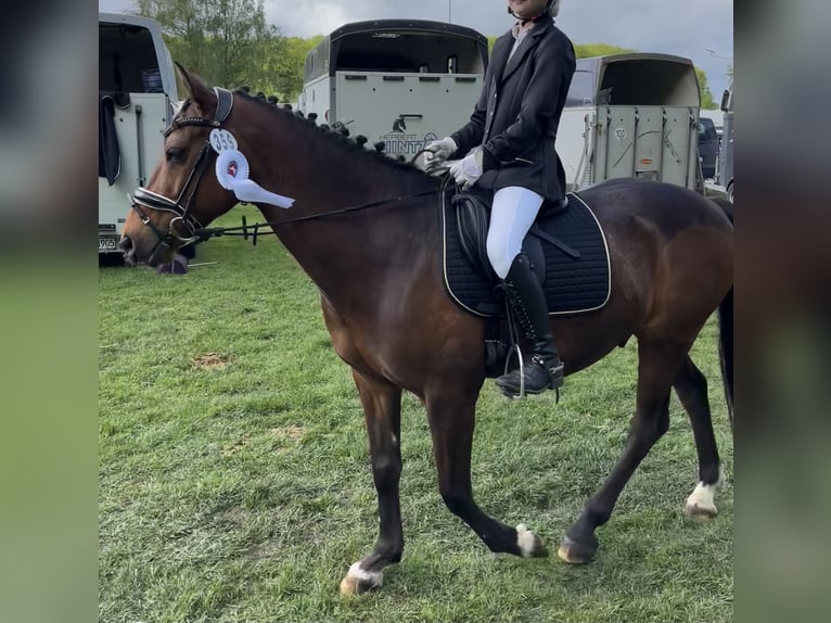 Kuc walijski sekcji D Mix Wałach 14 lat 147 cm Gniada in Wittenborn