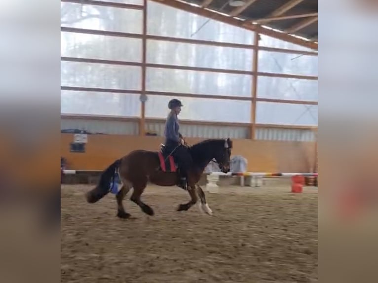 Kuc walijski sekcji D Wałach 14 lat 148 cm Gniada in Dortmund